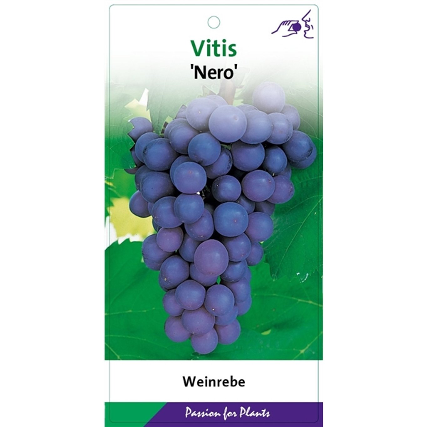 Vitis 'Nero' - C2 60-80 CM Stick