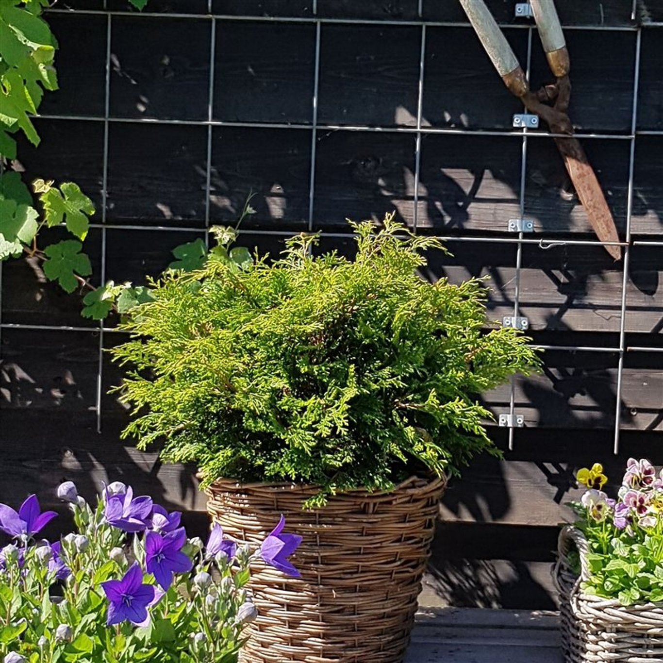 Chamaecyparis o. 'Pygmaea' - C3 25-30 CM