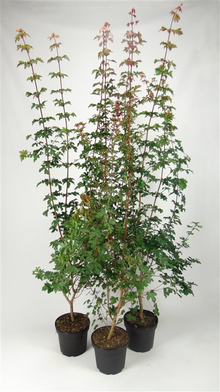 Acer campestre - C7.5 175-200 CM