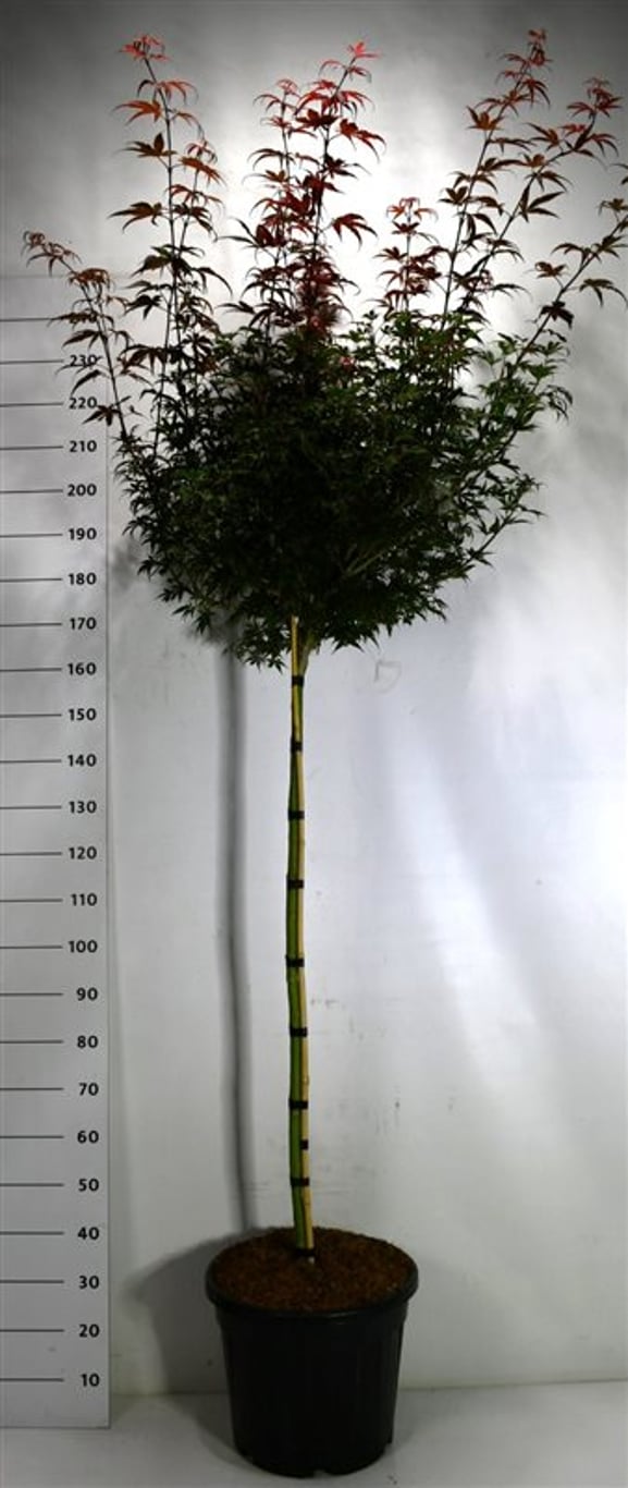 Acer pal. 'Skeeter's Broom' - 120 CM Stem C30