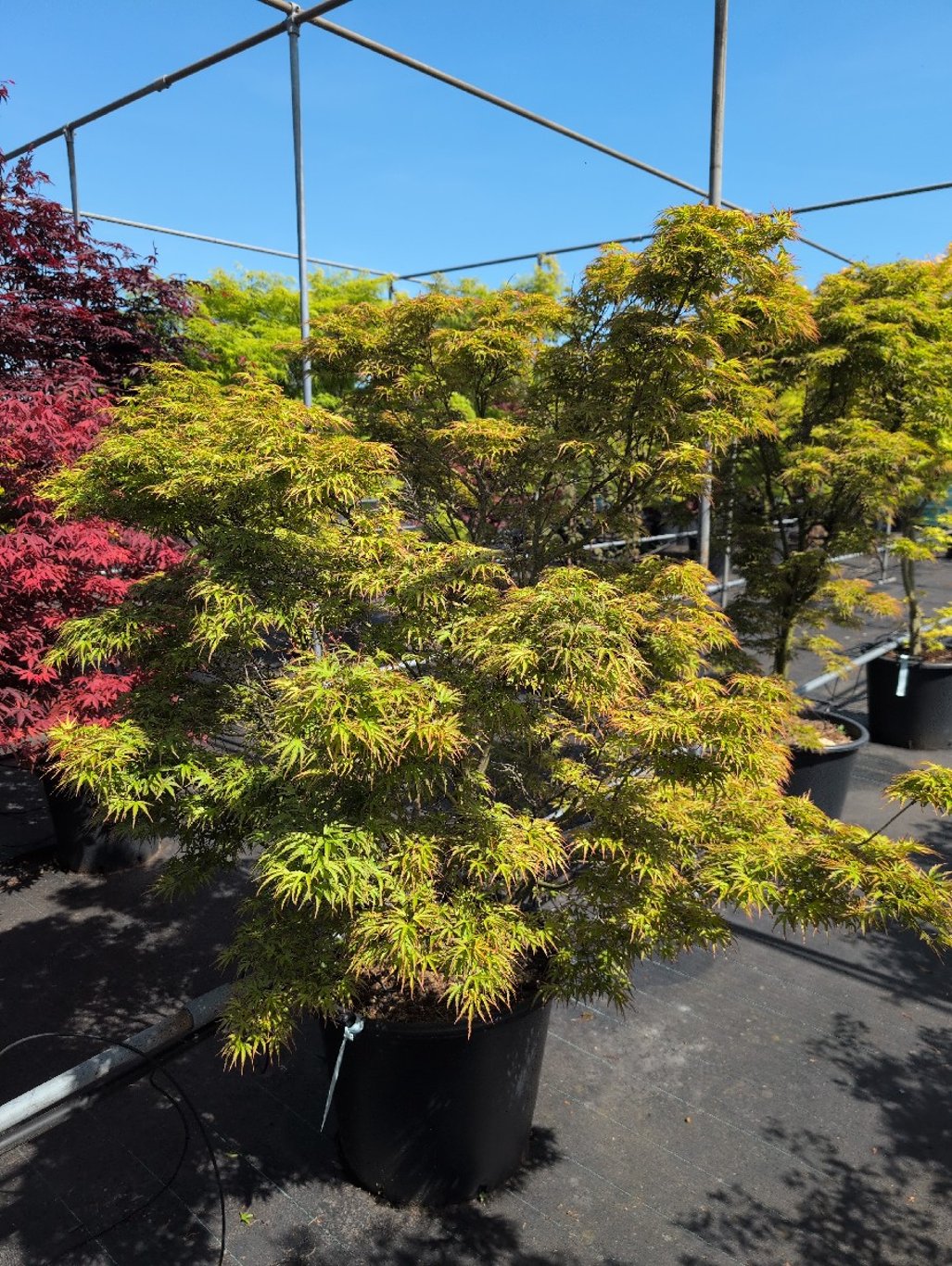 Acer pal. 'Kamagata' - C70 150-175 CM