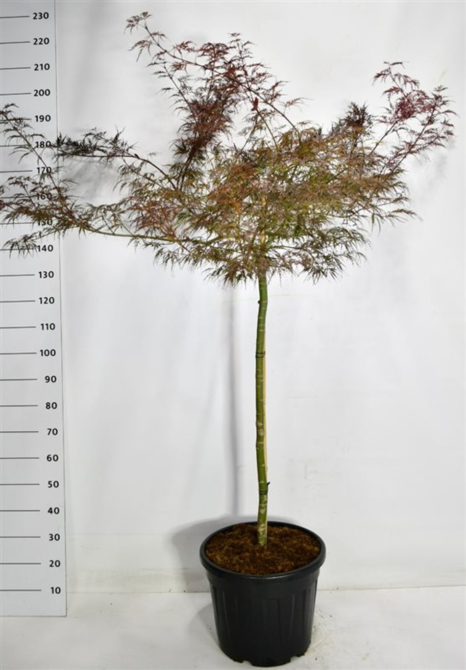 Acer pal. 'Garnet' - 110 CM Stem C30