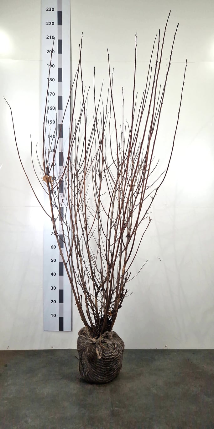 Physocarpus opulif. 'Diabolo' - 150-175 CM RB