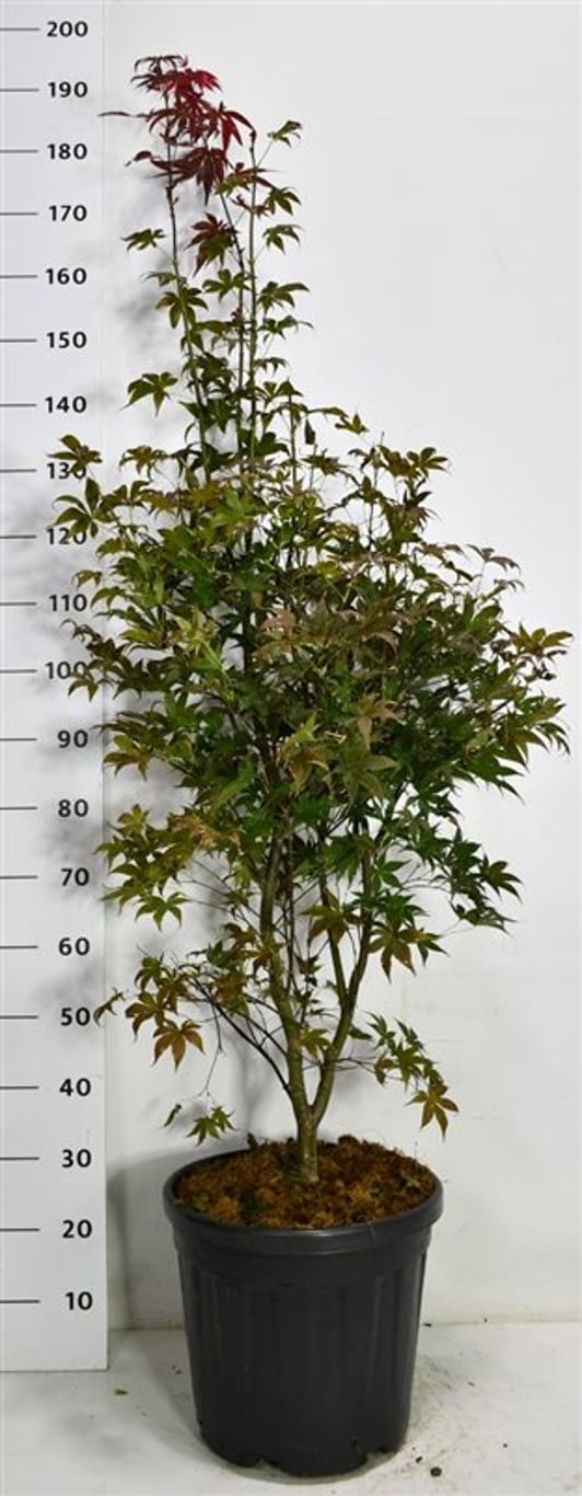 Acer pal. 'Bloodgood' - C25 150-175 CM
