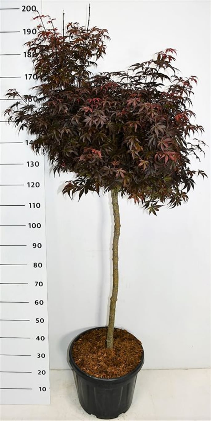 Acer pal. 'Skeeter's Broom' - 100 CM Stem C30