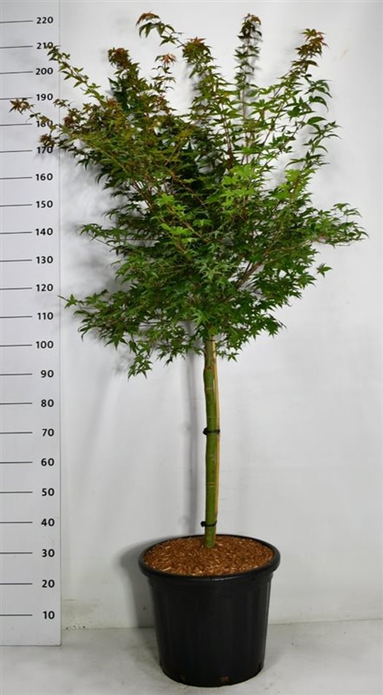 Acer pal. 'Beni-maiko' - 60 CM Stem Cont.