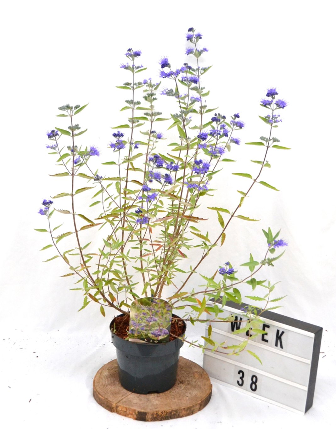 Caryopteris cland. 'Heavenly Blue' - C3 20-40 CM