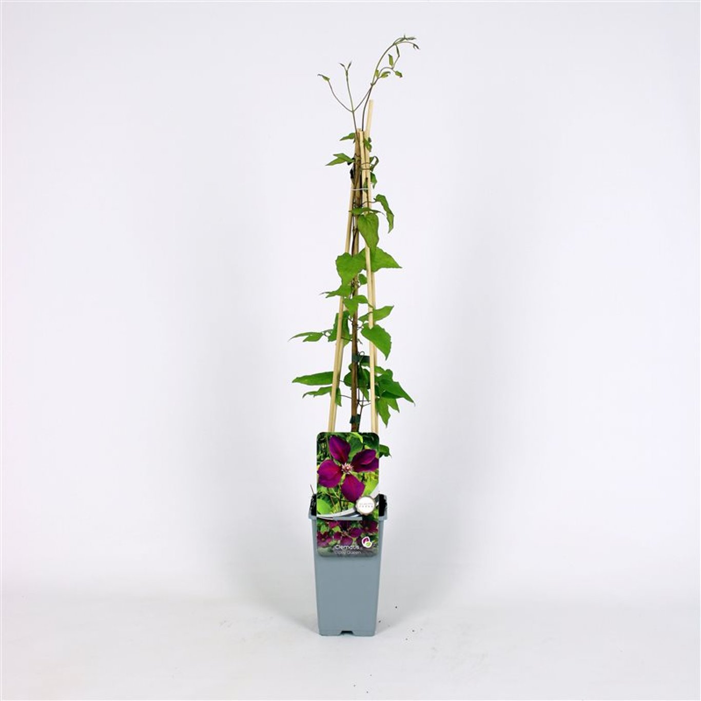 Clematis 'Gipsy Queen' - C2 70/+ CM