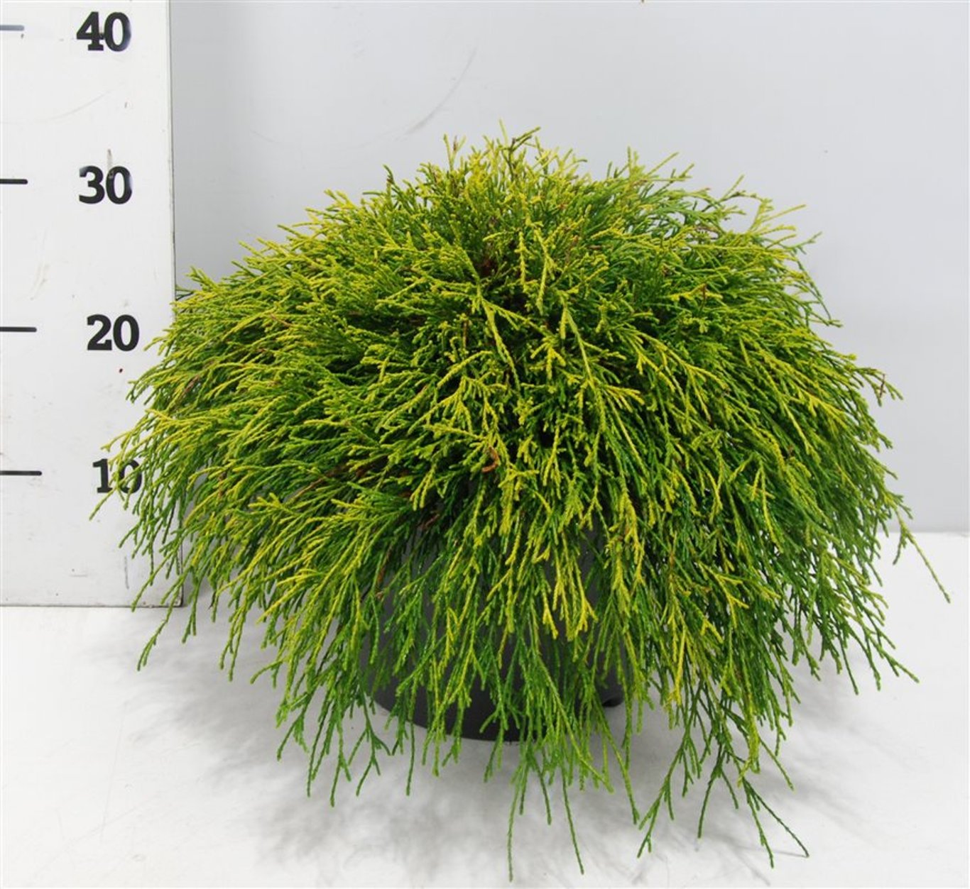 Chamaecyparis p. 'Sungold' - C7.5 50-60 CM