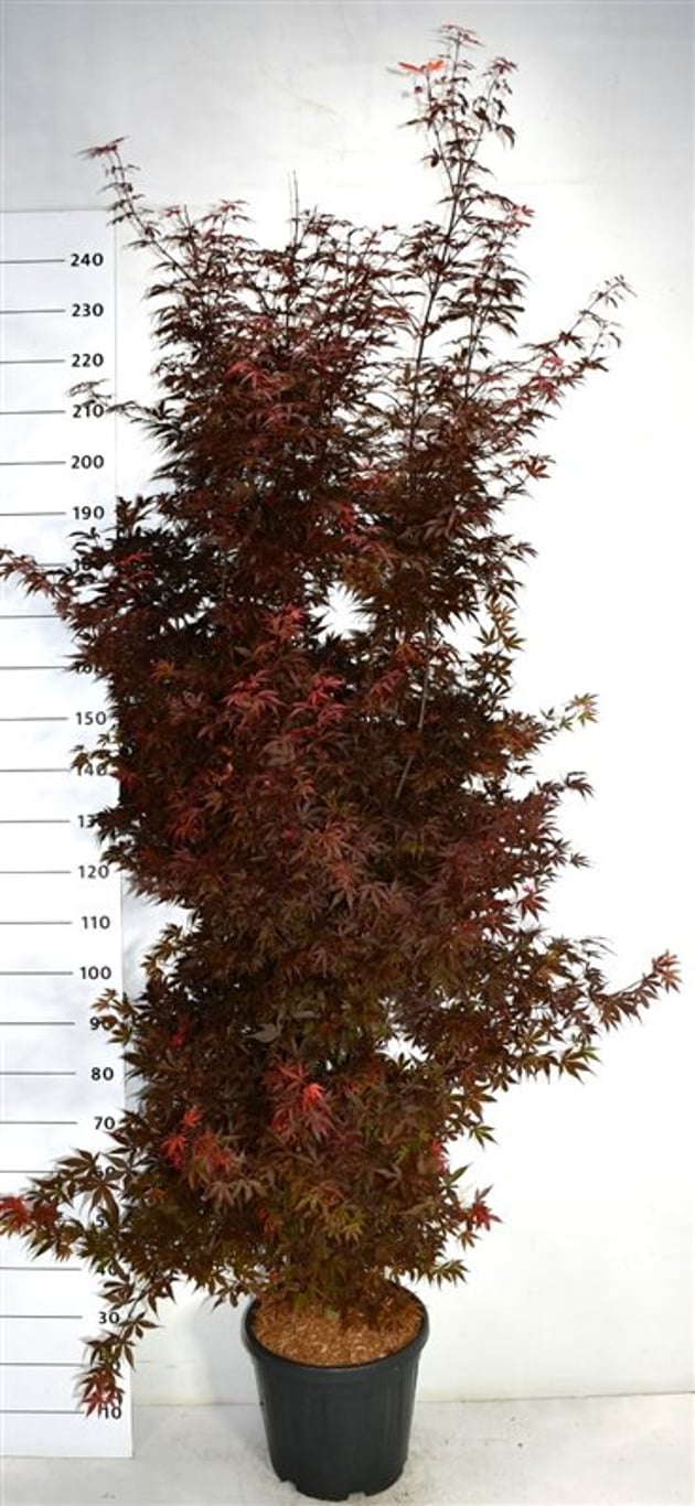 Acer pal. 'Skeeter's Broom' - C65 225-250 CM