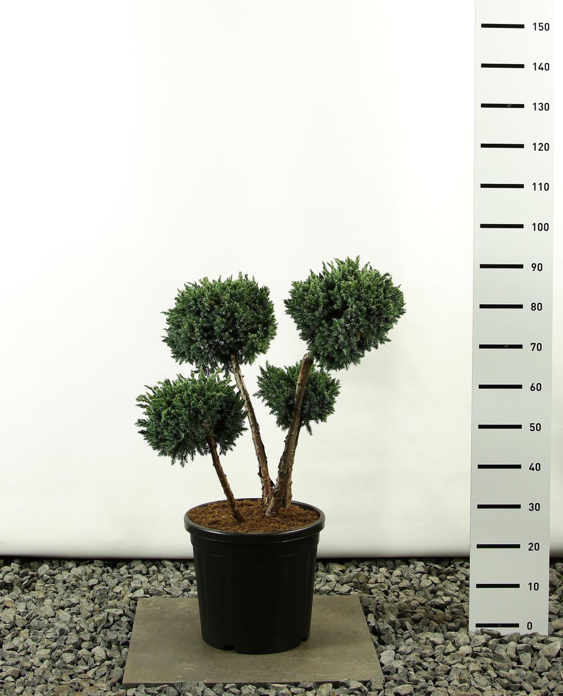 Juniperus squamata 'Meyeri' - 60-80 CM Multiplateau EXTRA in Cont.