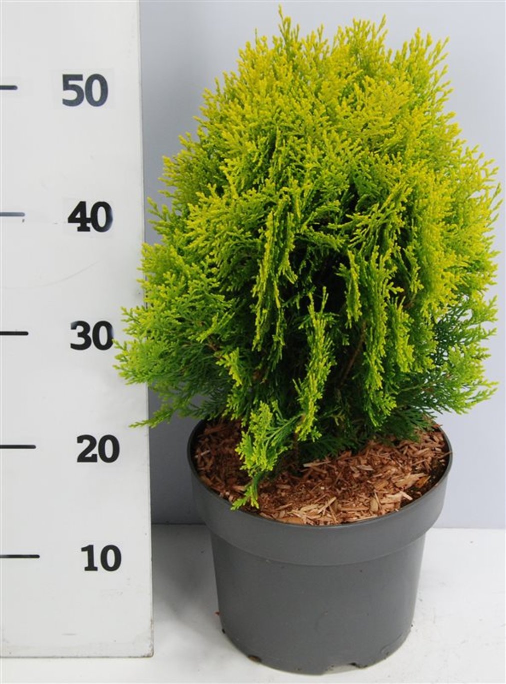 Platycladus or. 'Aurea Nana' - C5 30-40 CM