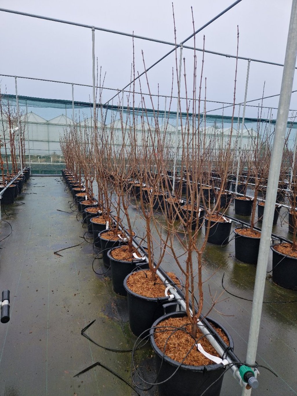 Acer griseum - C35 125-150 CM