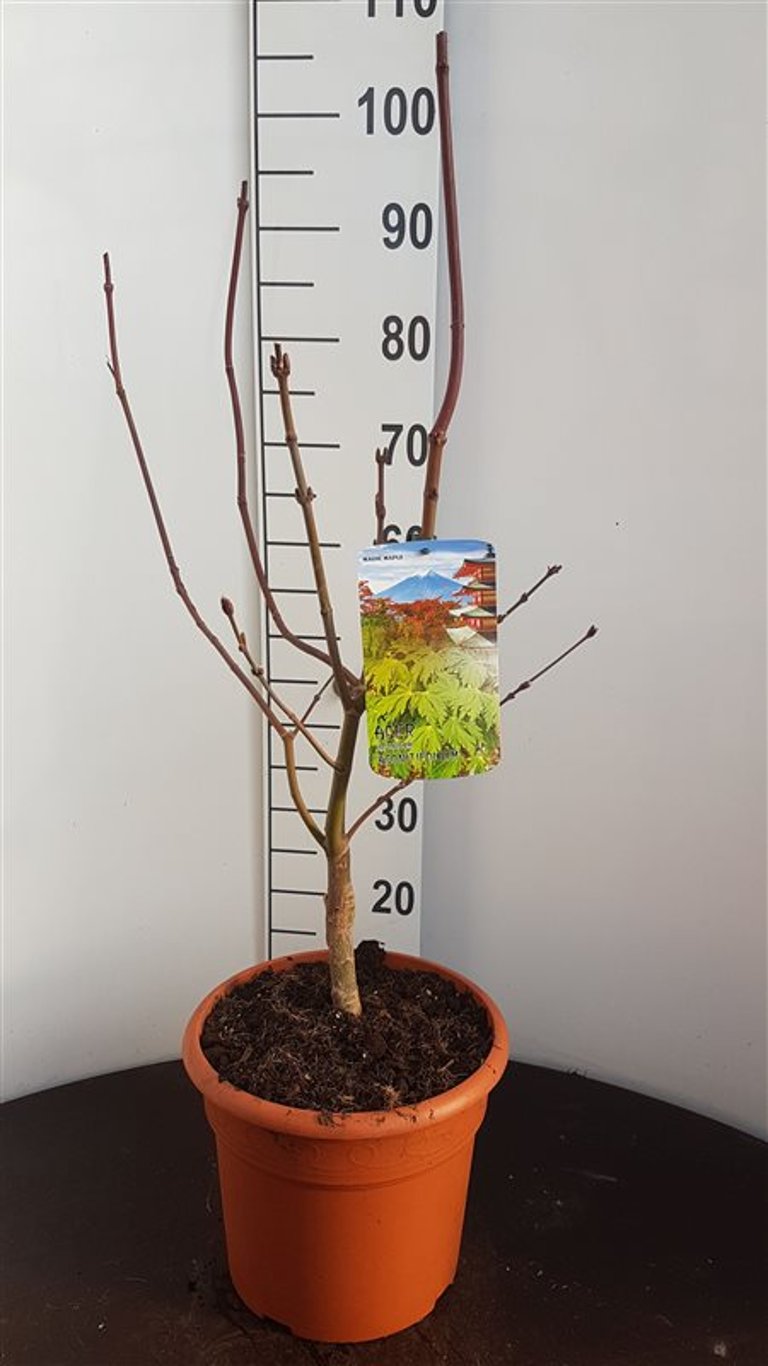 Acer japonicum 'Aconitifolium' - C10 50-60 CM