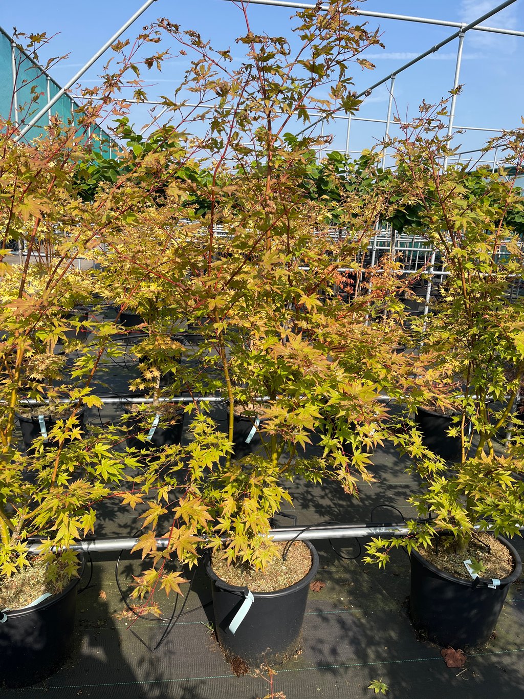 Acer pal. 'Brown Sugar' - C30 125-150 CM