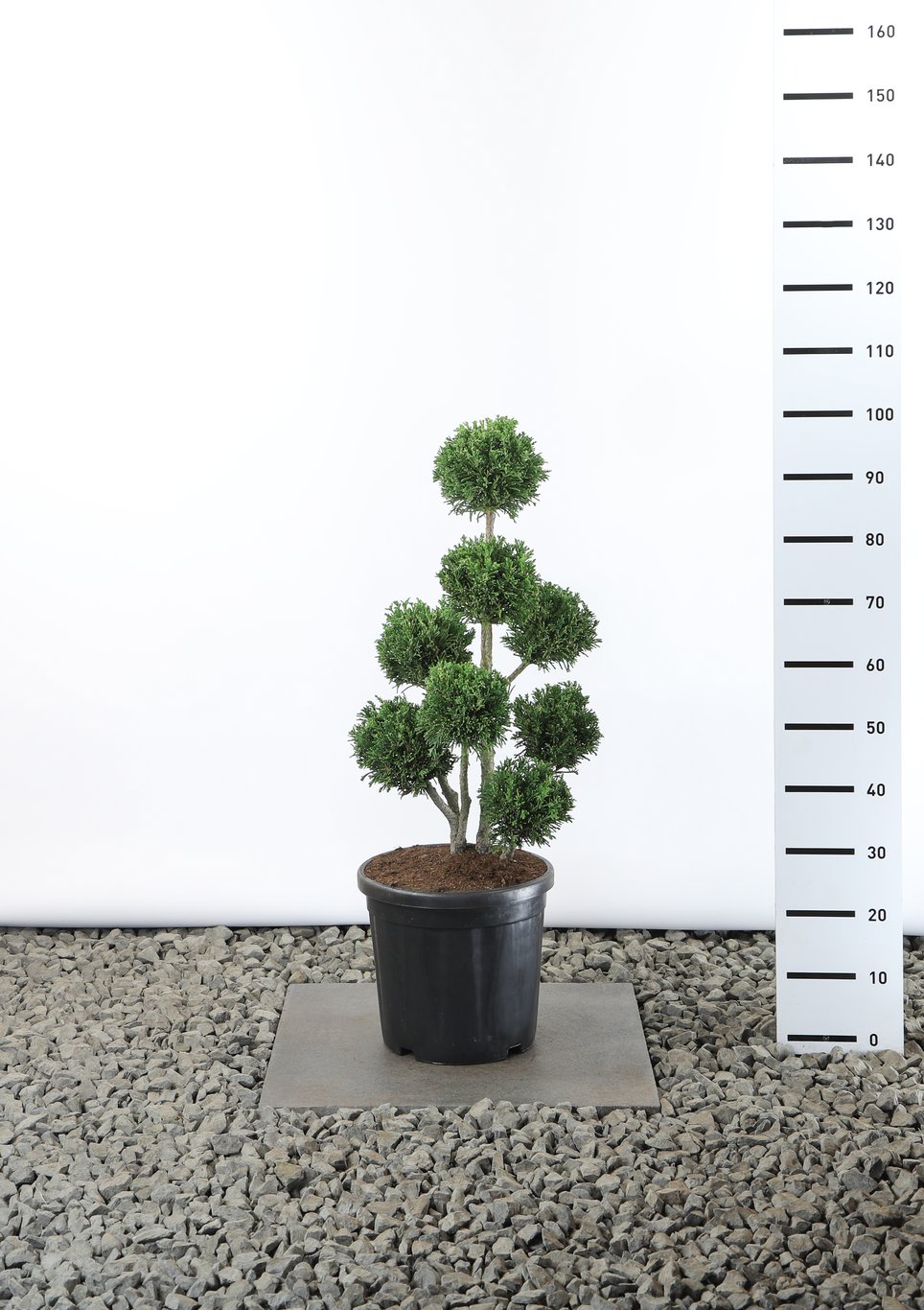 Chamaecyparis o. 'Draht' - 60-80 CM PonPon EXTRA in Cont.