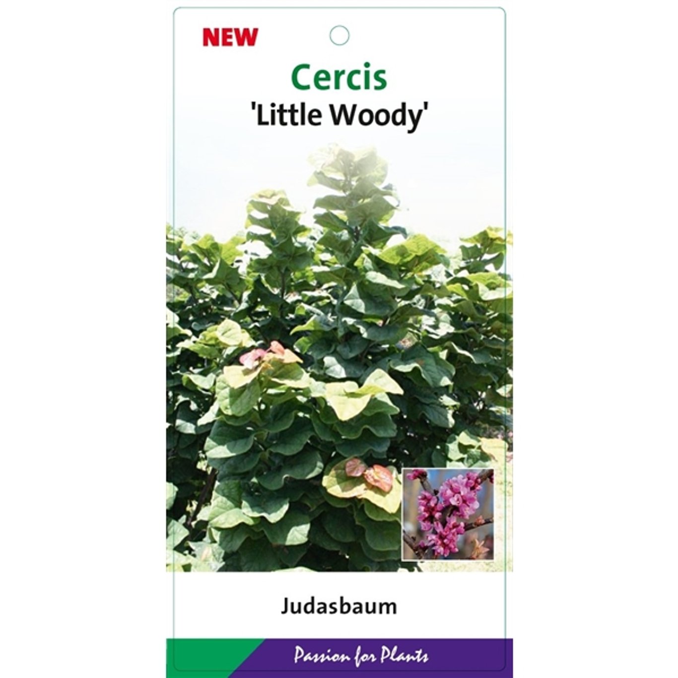 Cercis can. 'Little Woody' - C10 80-100 CM