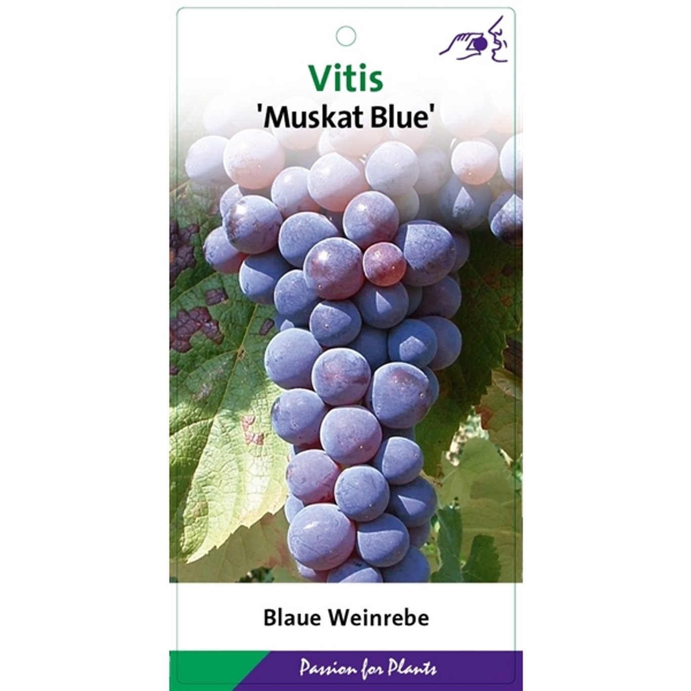 Vitis 'Muscat Bleu' - C2 60-80 CM Stick