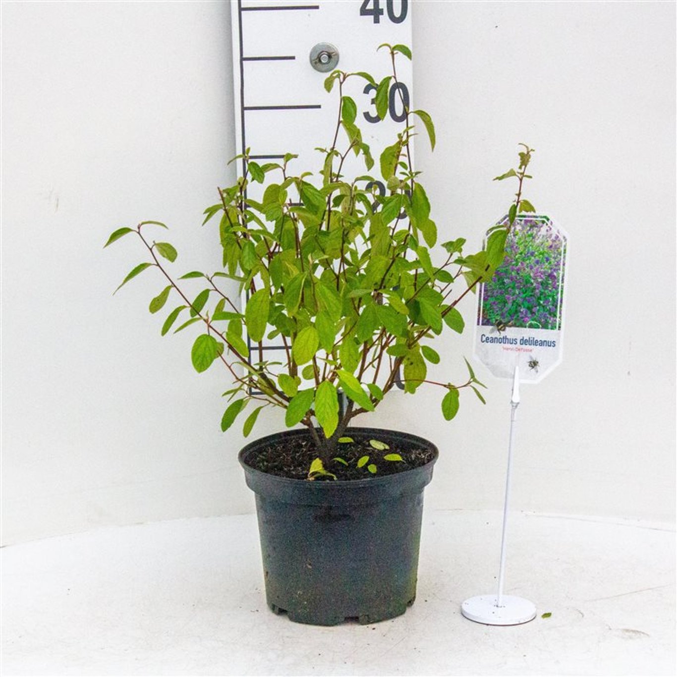 Ceanothus del. 'Henri Défossé' - C3 30-40 CM