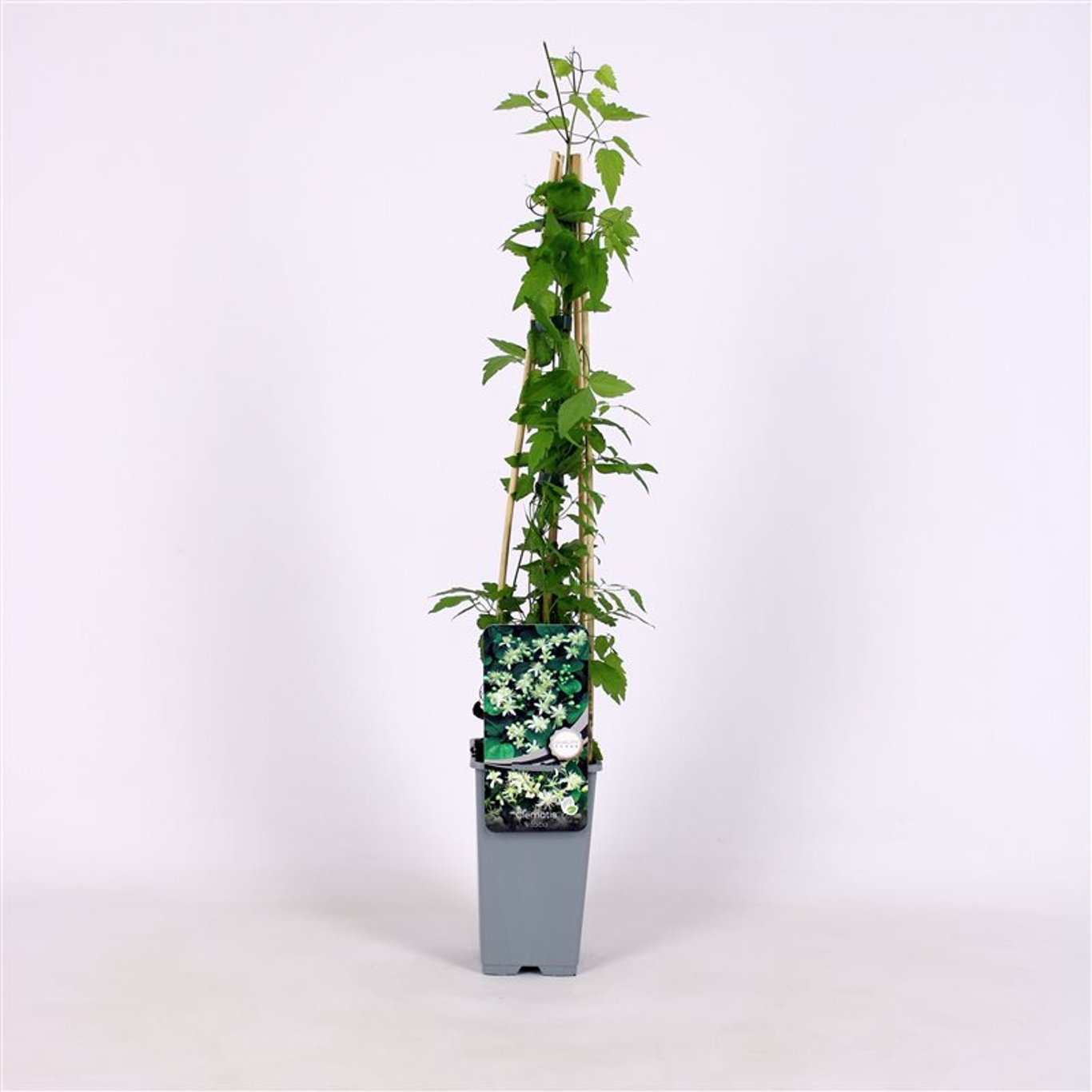 Clematis vitalba - C2 70/+ CM