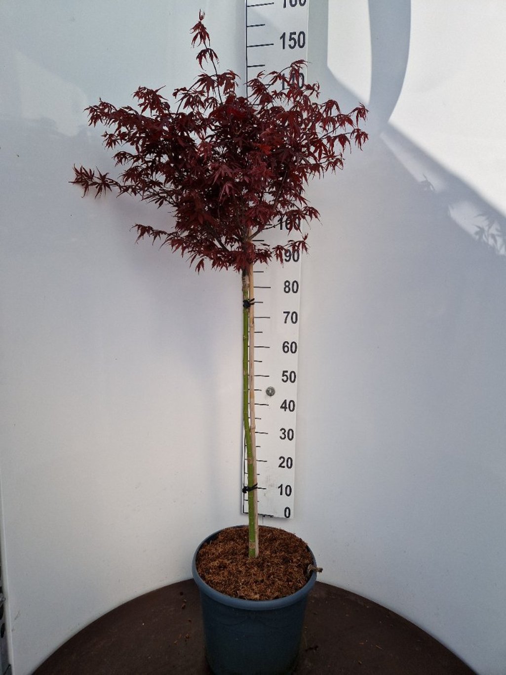 Acer pal. 'Skeeter's Broom' - 90 CM Stem C20