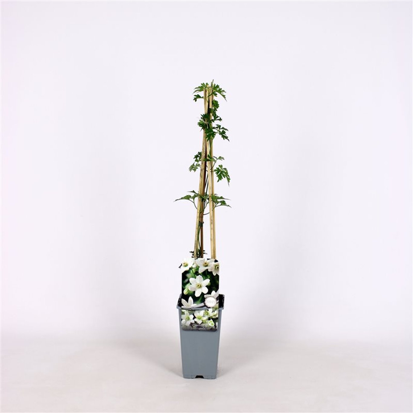 Clematis 'Joe' - C2 70/+ CM