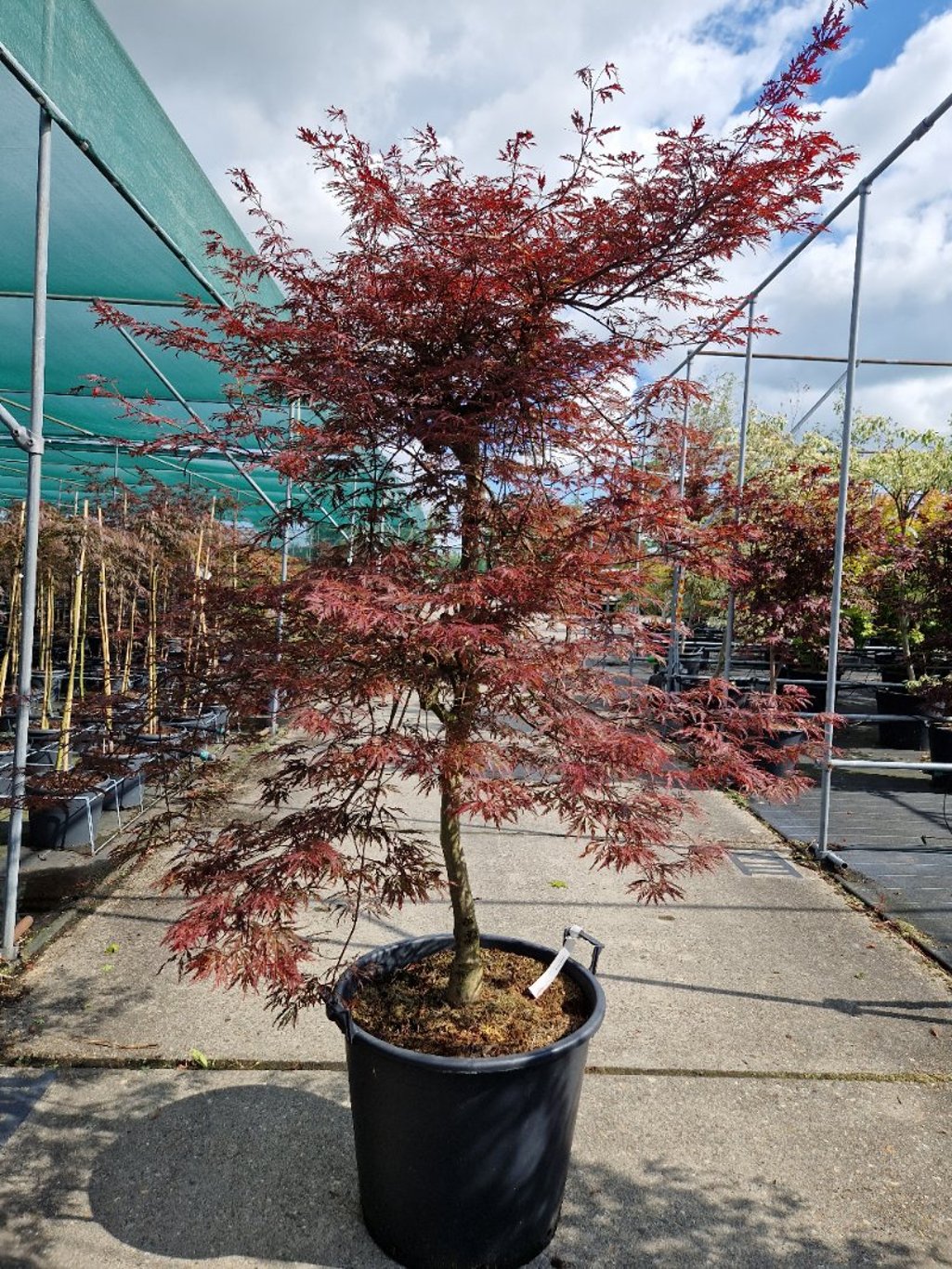 Acer pal. 'Garnet' - C70 150-175 CM