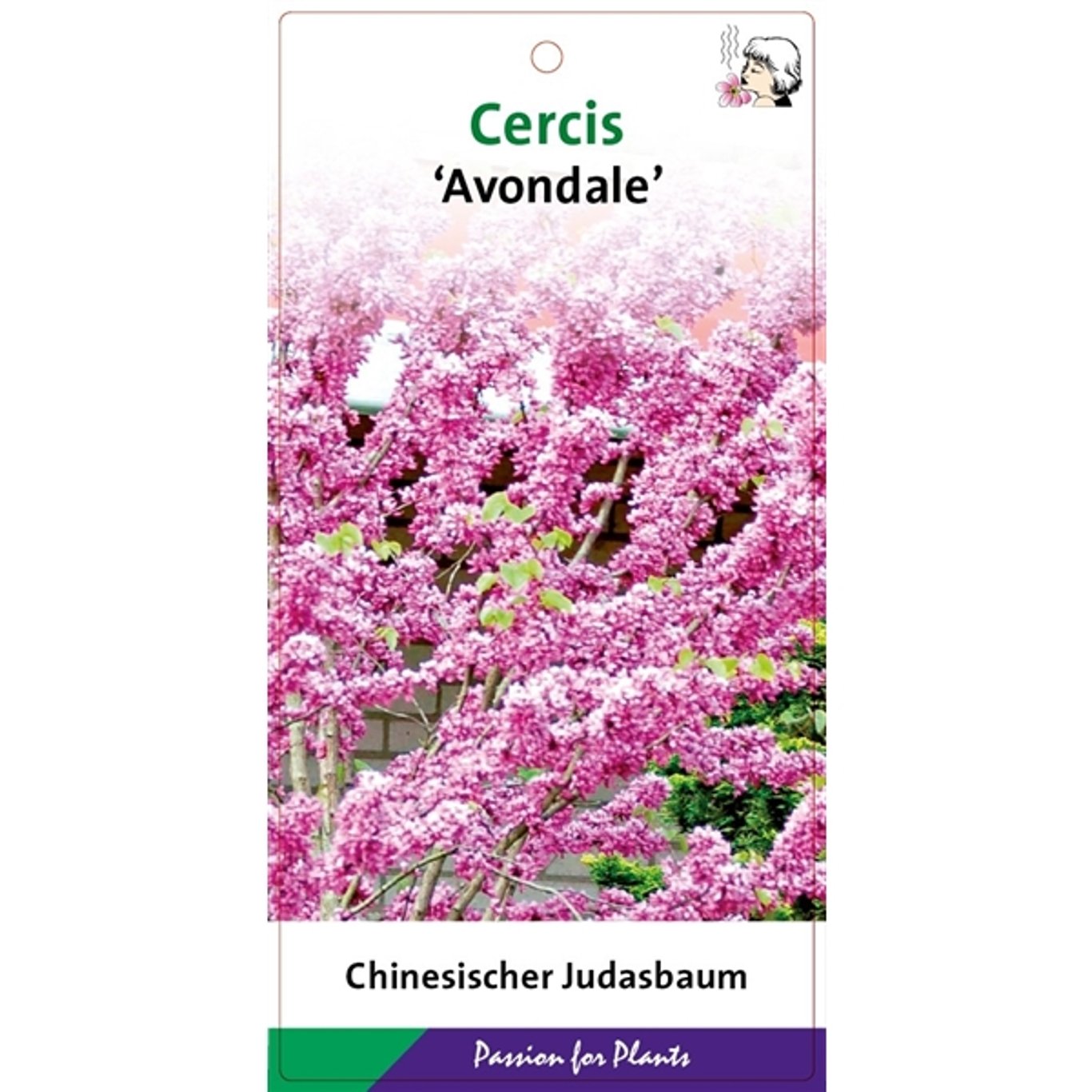 Cercis chinensis 'Avondale' - C5 50-60 CM