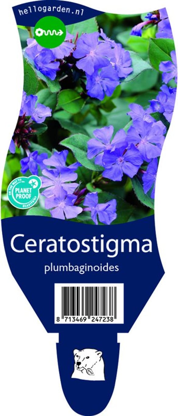 Ceratostigma plumbaginoides - P11