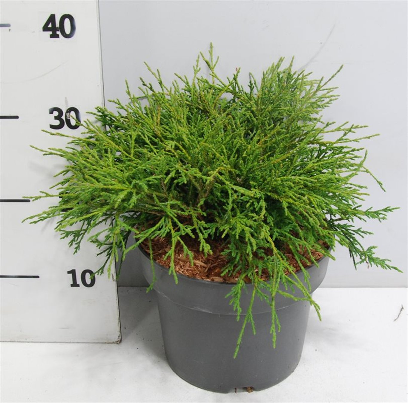 Chamaecyparis p. 'Filifera Nana' - C5 30-40 CM