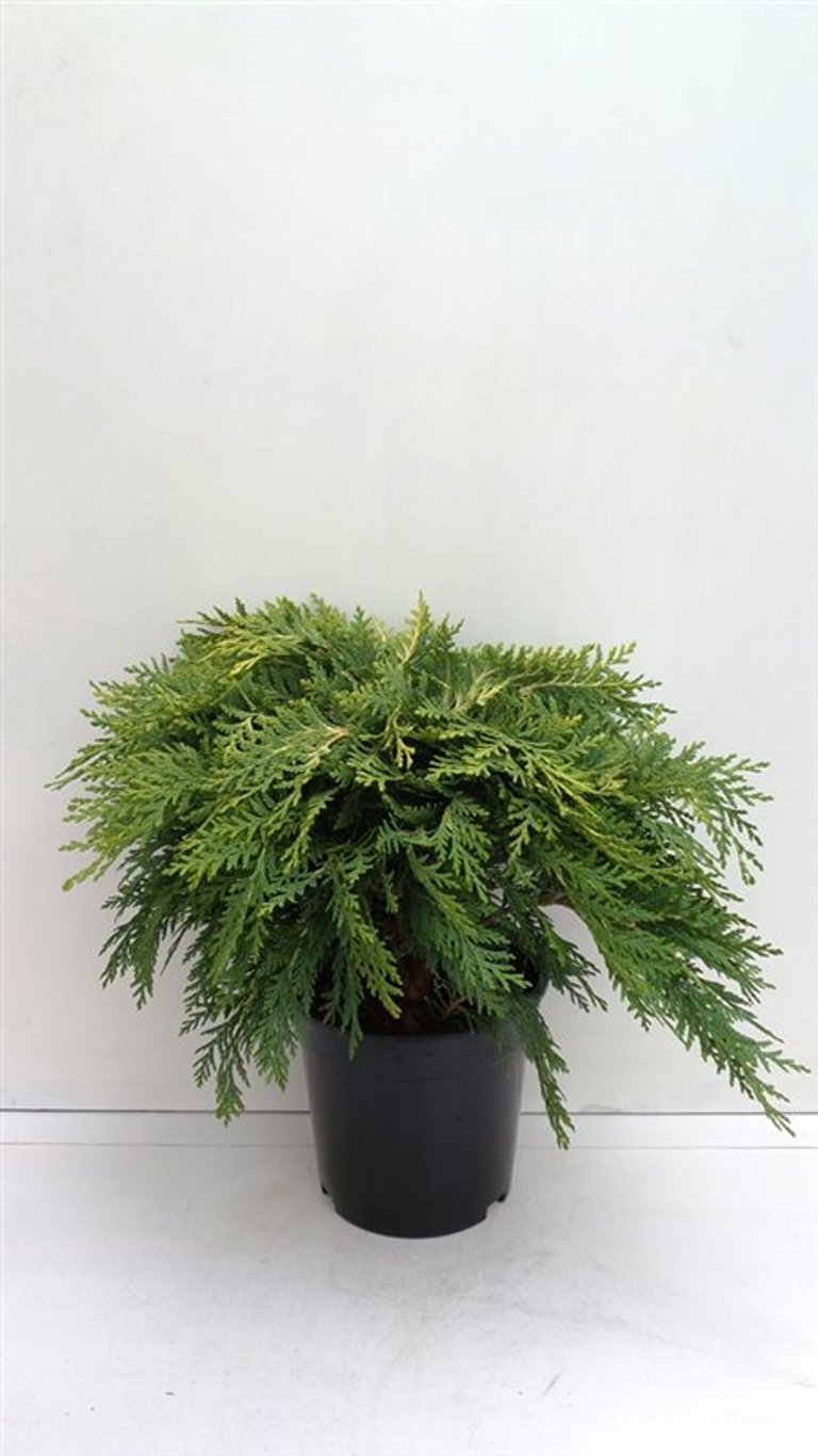 Chamaecyparis l. 'Sunkist' - C3 30-40 CM