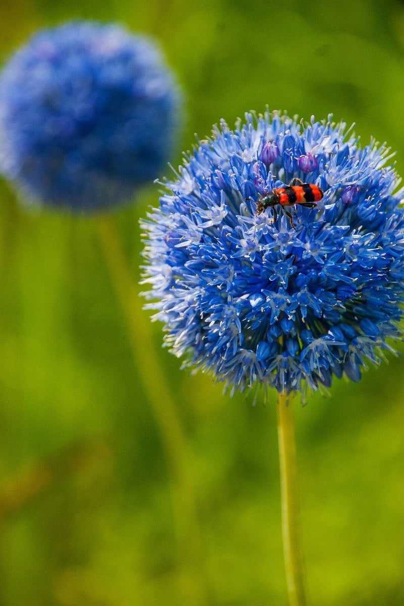 Allium Azureum 30-pakning