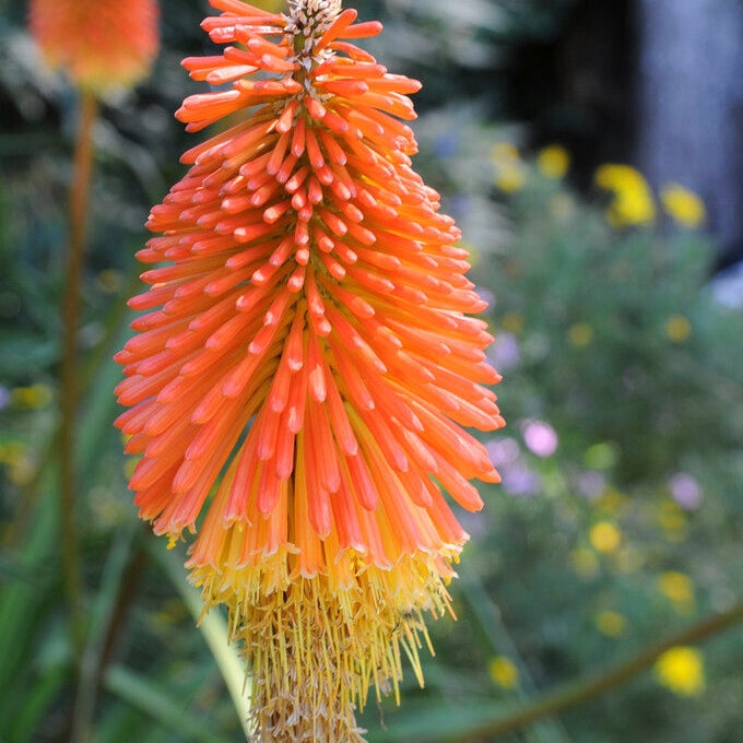 Fakkellilje-Kniphofia Uvaria 1-pakning
