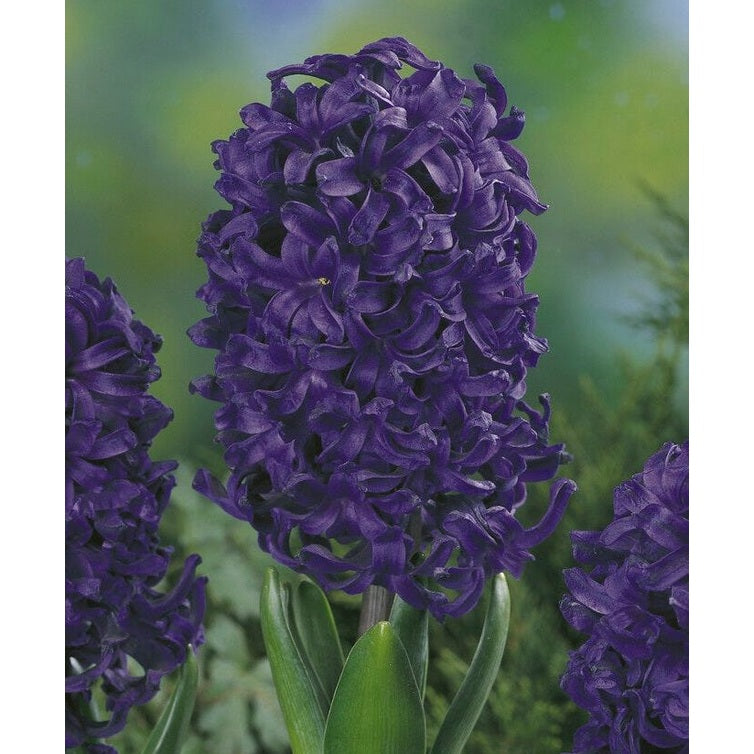 Hyacinth 'Spring Field' 5-pakning