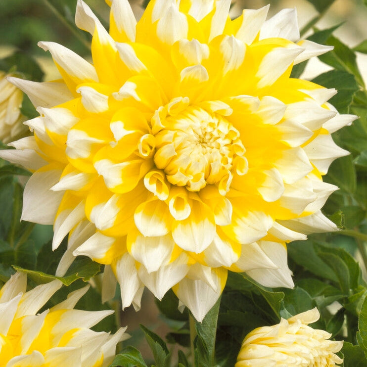 Dahlia Dekorativ Grand Prix 1-pakning