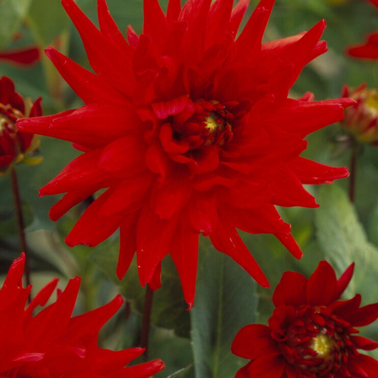 Dahlia Border Red Pigmy 1-pakke