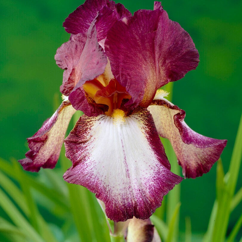 Tyskiris-Iris Germanica Crinoline 1-pakke