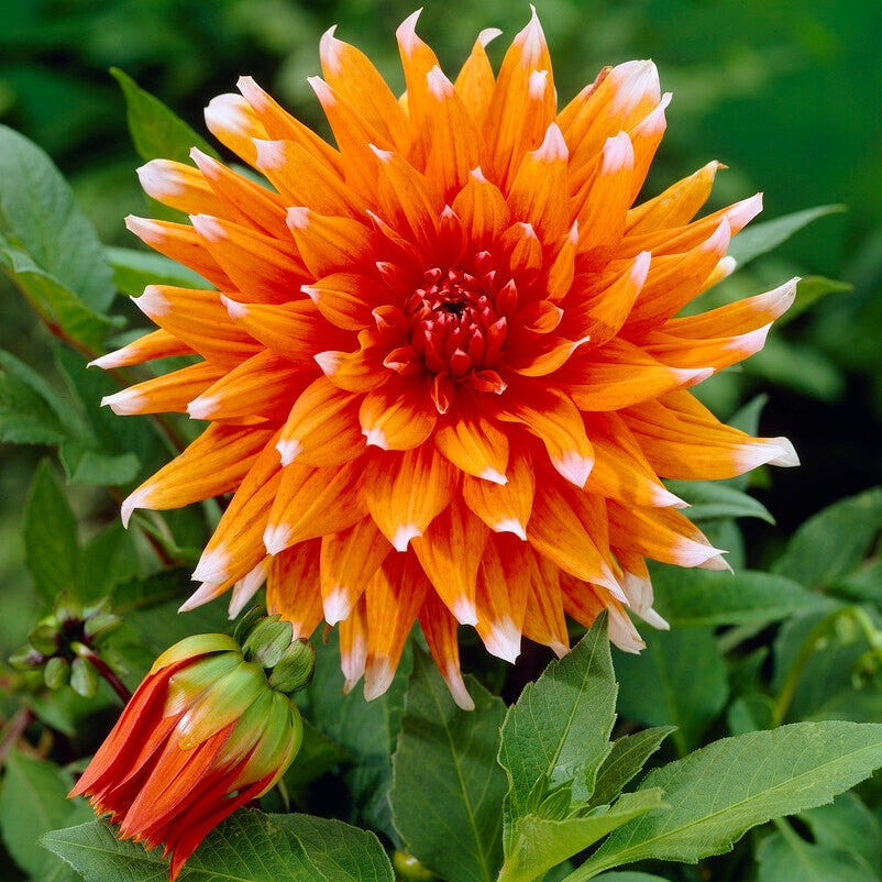 Dahlia Cactus Color Spectacle 1-pakke