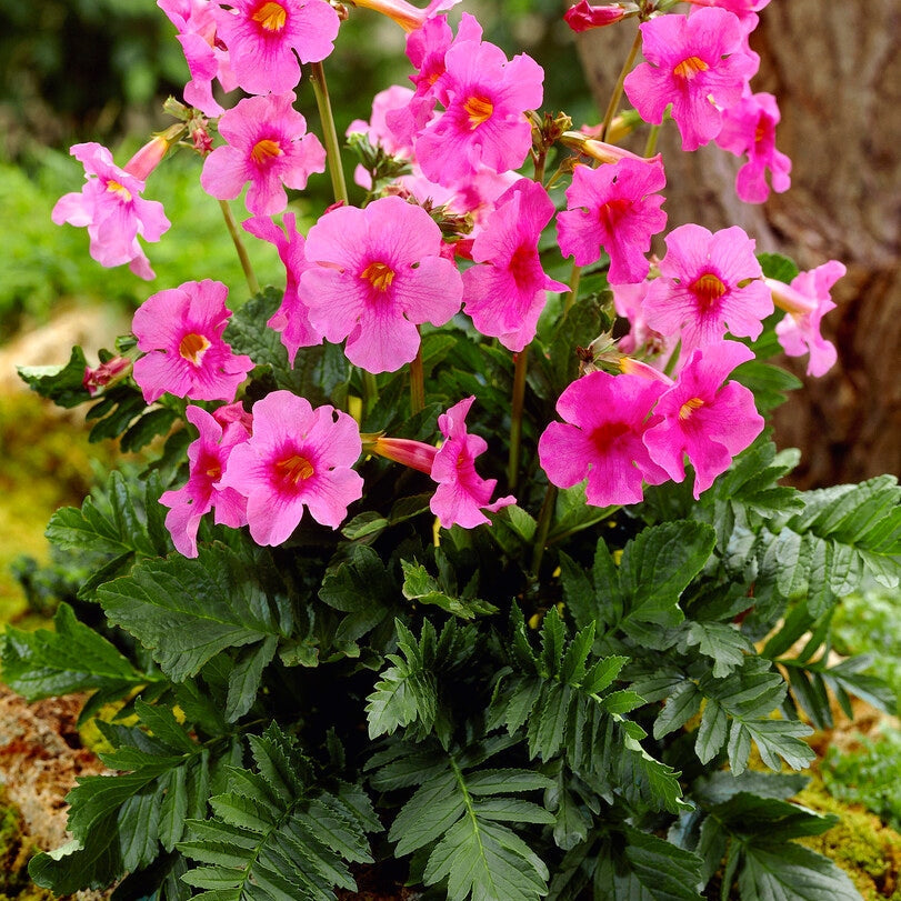 Incarvillea Pink 1-pakke