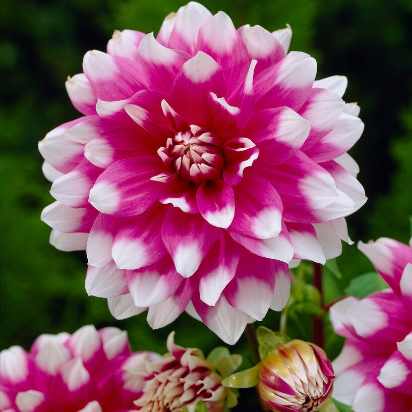 Dahlia Dekorativ Jean Marie 1-pakning