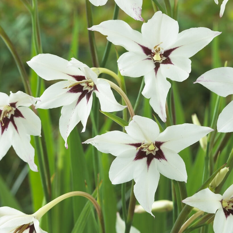 Duftlilje-Gladiolus Callianthus Murielae 10-pakning