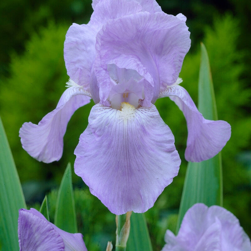 Tyskiris-Iris Germanica Jane Philips 1-pakning