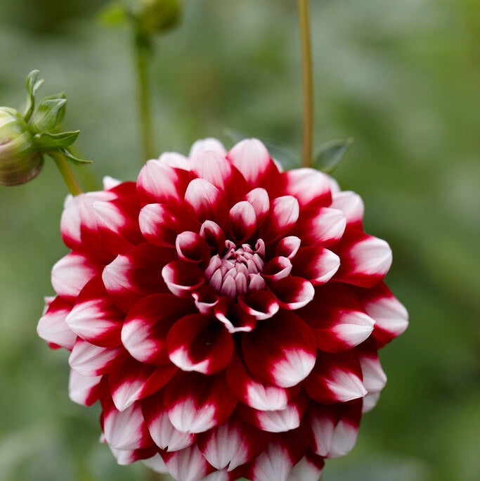 Dahlia Decorative Checkers 1-pakke