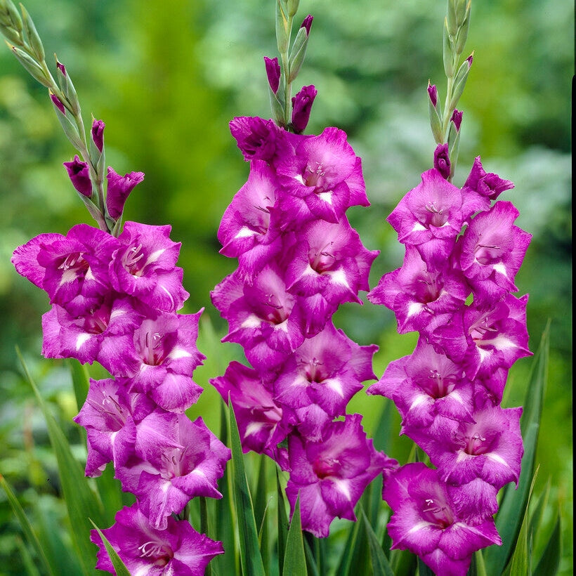 Gladiolus Blue Isle 10-pakning