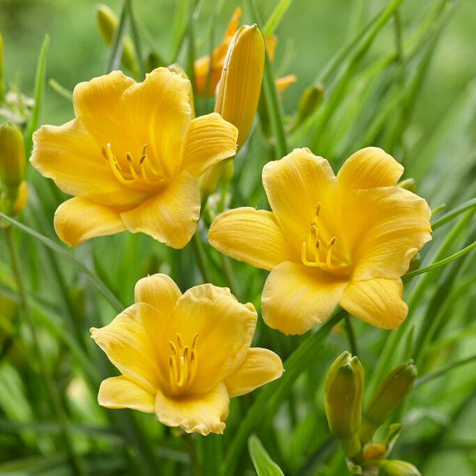 Daglilje-Hemerocallis Stella d'Or 1-pakning