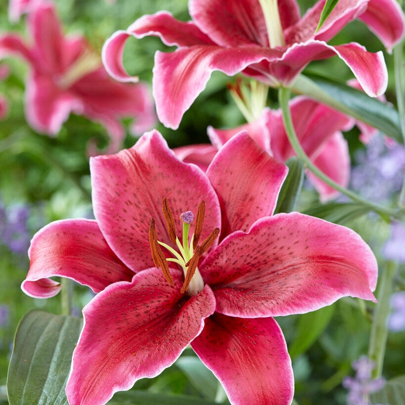Orientalsk lilje-Lilium Oriental Corvara 2-pak