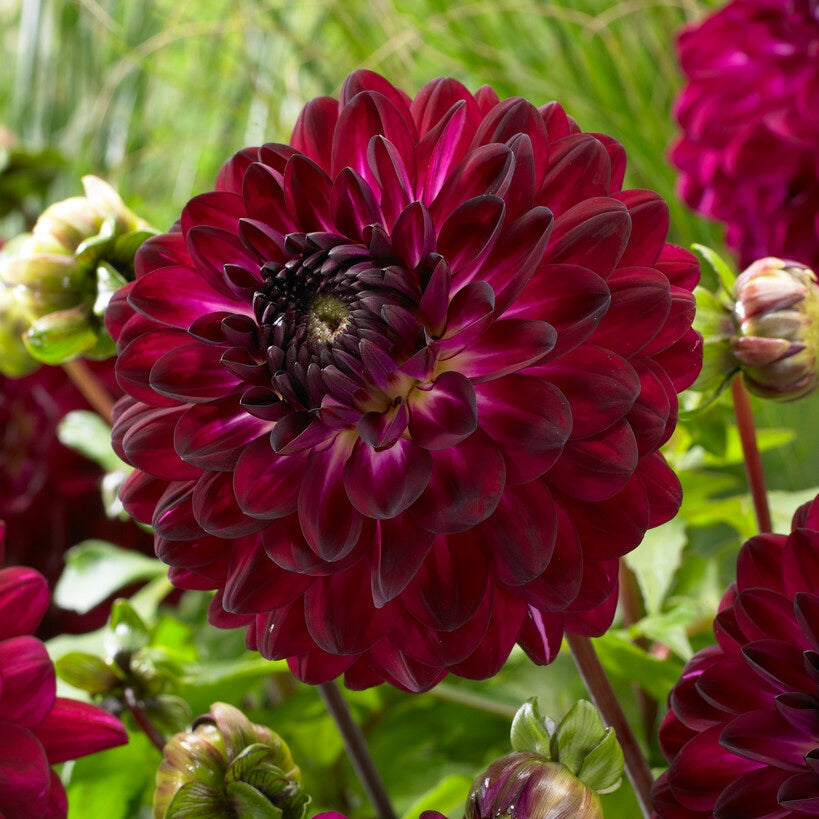 Dahlia Dekorativ Blue Bird 1-pakning