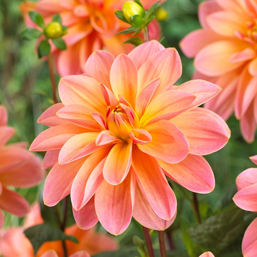 Dahlia Dekorativ Mister Frans 1-pak