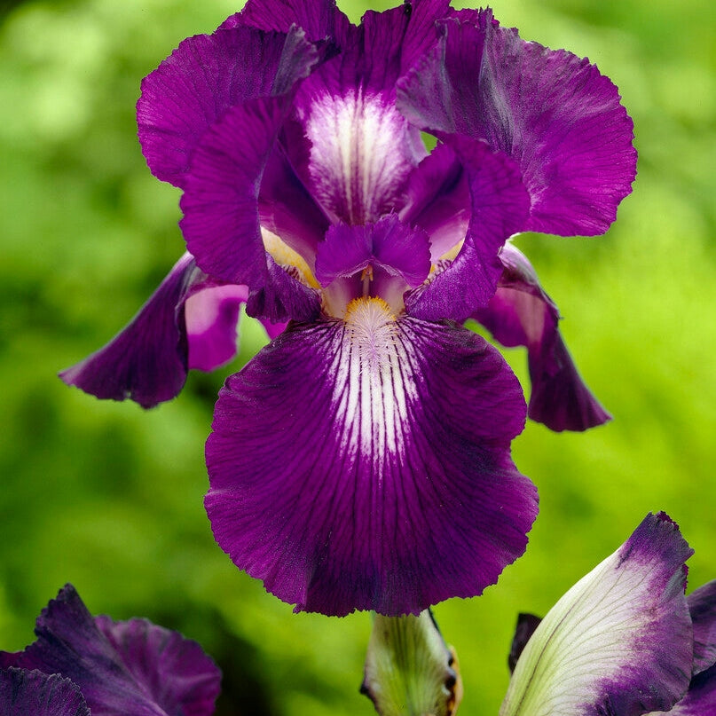 Tyskiris-Iris Germanica Exotic Star 1-pakke