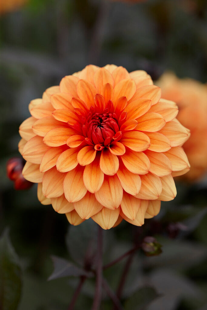 Dahlia Dekorativ David Howard 1-pack